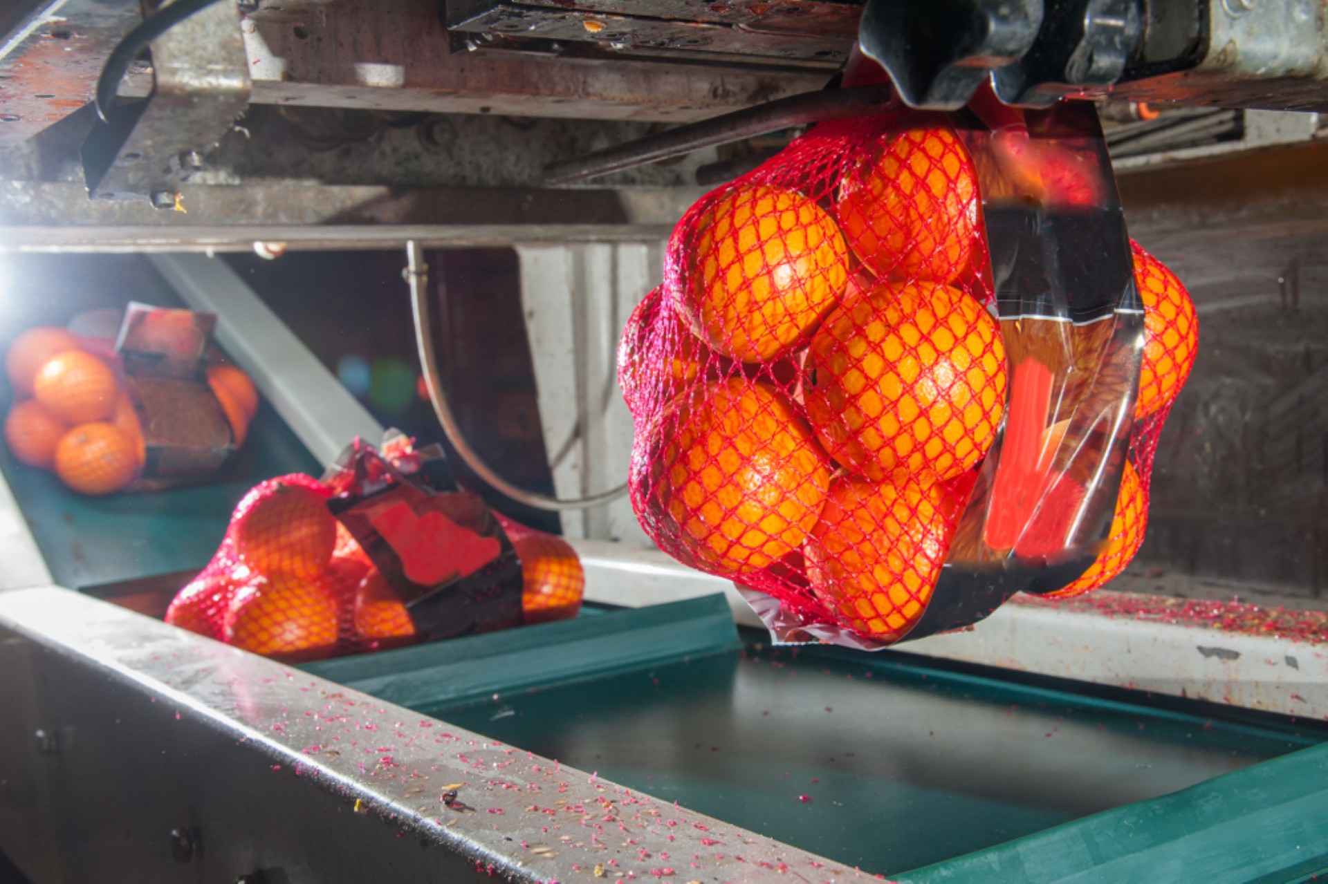 Net packaging line bagging oranges