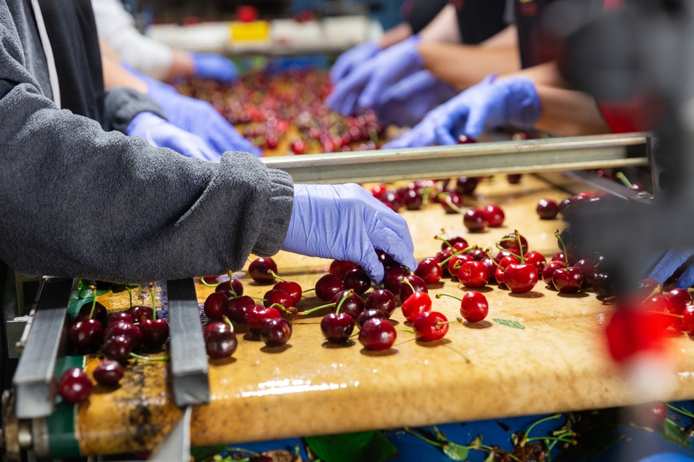 Fruit and vegetable processing line
